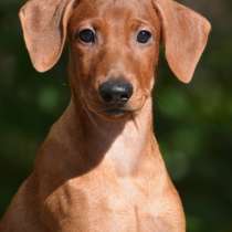 Шикарные щенки Немецкого пинчера ркф, в Раменское