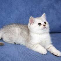 Шотландские котята, в г.Комрат