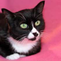 В дар кошечка Марта - нежность и ласка, в Москве