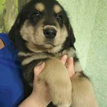 Бурят-Монгольский Волкодав! Самая умная, самая преданная, са, в Краснодаре