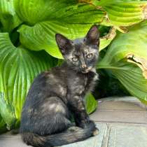 Отдам двух прелестных котят в добрые руки, в Самаре