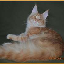 Черный кот мейн-кун - для разведения и для души, в Москве