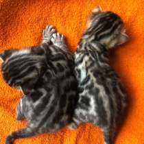 Бенгальские котята 1000€, в г.Imola