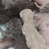 Девон-рексы котята, в Санкт-Петербурге