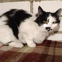 КОШКА, ИЩЕТ ДОМ! СРОЧНО! SOS! В ДАР!, в г.Минск