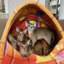 Абиссинские котята, в Челябинске