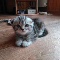 Вислоухий Котик, в Казани