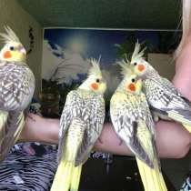 Кореллы разного окраса, в Москве