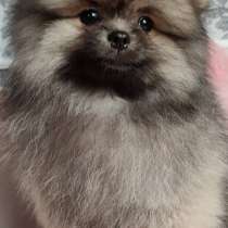 Померанский шпиц. Мини - мишка, в г.Goosefeld