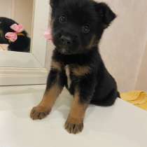 Очаровательные щеночки в добрые руки, в Москве
