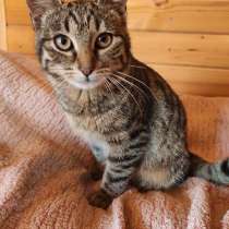 Котенок Бася ищет дом!, в Москве