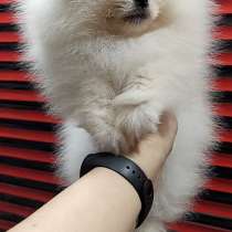 Померанский шпиц, в г.Ницца