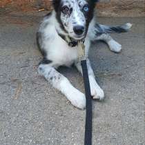 Border collie blue merle, в г.Барселона