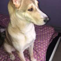 Лёня - метис хаски 9-ти месяцев, в Москве