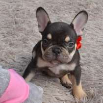 Французский бульдог, в г.Берлин
