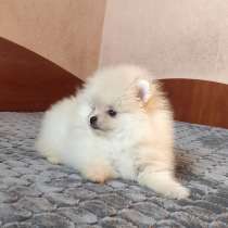 Померанский шпиц. Cream, в г.Магдебург