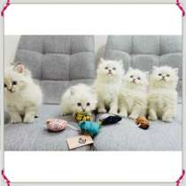 Nevsky masquerade kittens, в г.Лондон