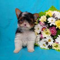 Бивер йорк мини мальчик, в Москве