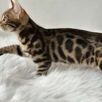 Бенгальский мальчик, в г.Флорида