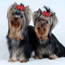 ПРОДАМ Щенков йоркширского терьера, в Симферополе