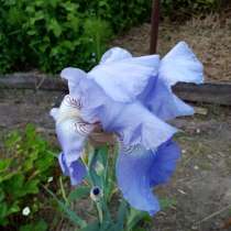 Многолетние цветы для вас, в Краснодаре