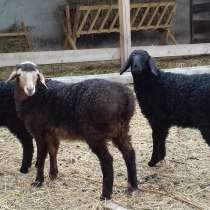 Племенные овцы породы Эдильбаевская (Скот из Европы), в Красноярске
