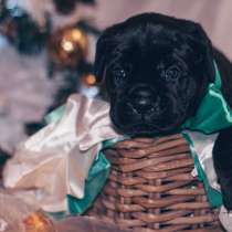 Cane Corso puppies, в г.Гамбург