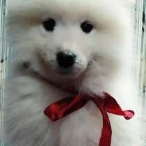 Самоед, в г.Берлин