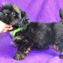 Ласковый малыш ши тцу, в Москве