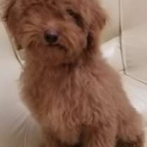 Пудель. Red, в г.Mixdorf