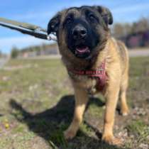 Уютные добродушные и послушные щенки-подростки, в Санкт-Петербурге