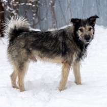 Ищем дом одиноким собачкам, в Москве