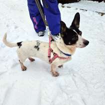 Маленькая диванная собачка, в Санкт-Петербурге