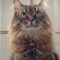 ТРЕХЛАПЫЙ КОТИК ТАЙСОН ИЩЕТ ПЕРЕДЕРЖКУ ИЛИ ДОМ! СРОЧНО!, в г.Минск