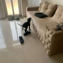 Собаки ПИТБУЛИ, в Воронеже