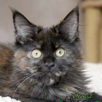 Мейн-Кун девочка готова к переезду, в Санкт-Петербурге