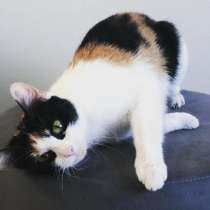 В добрые руки кошечка окраса калико, в Москве