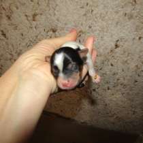 Девочка бивер йорка,, в Симферополе