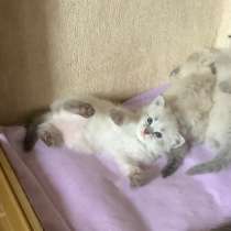 Невские Маскарадные котята питомник Серебро Сибири, в г.Минск