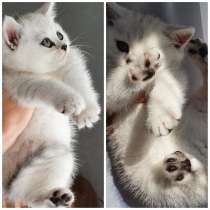 Котёнок мальчик серебристая шиншилла, в г.Киев
