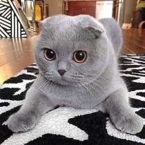 Куплю не дорого или приму вдар кошечку Британской пароды, в г.Брилон