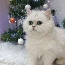 British Shorthair, в г.Париж