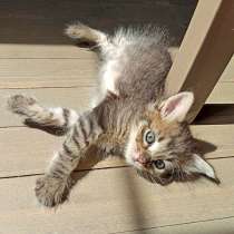 Очаровательный котенок-полосатик в добрые руки, в Москве