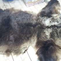 Шкура медведя, в Калининграде