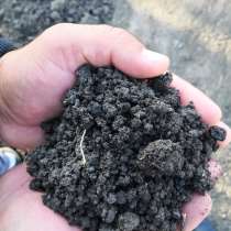 Чернозем черный, в Симферополе