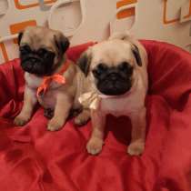 Щенки мопса бежевые (с документами) привиты, в Тюмени