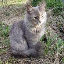 Очень ласковая, воспитанная кошечка-подросток Дымка в дар, в Москве