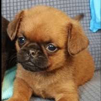 Мальчик малого брабансона, в Москве