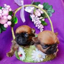 Щенки пти-брабансона рыжие, в Москве