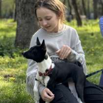 Basenji. Басенджи. Щенок. Puppy, в г.Галац